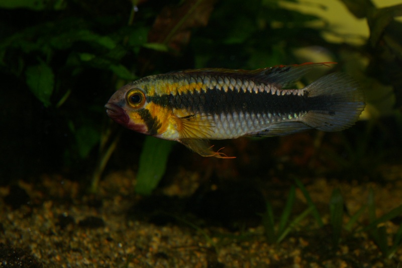 APISTOGRAMMA SP. ABACAXIS Imgp6519