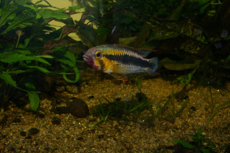 APISTOGRAMMA SP. ABACAXIS Imgp6520