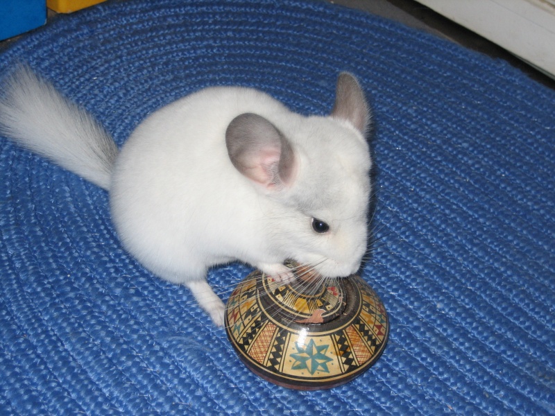 Nazca mon chinchilla Chichi19