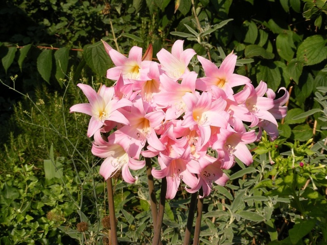 Lis belladone - Le lis belladone(amaryllis belladona) Dscf7527