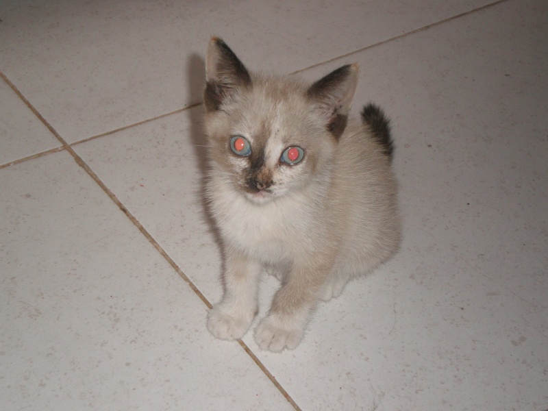 Baghira y Noa en mi casa (ADOPTADOS) Gatito11