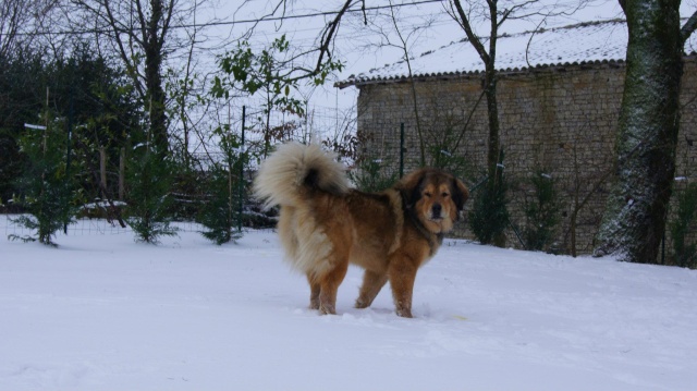 Nos chiens, avant et après ! 32668210