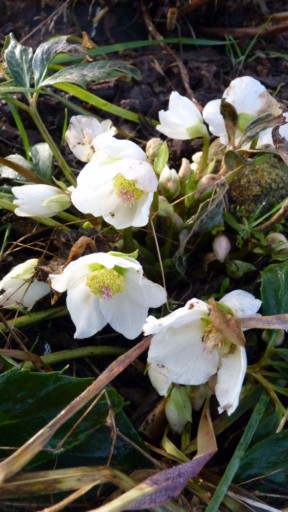 Helleborus niger ou Rose de noel ou Hellebore - Page 6 P1010116