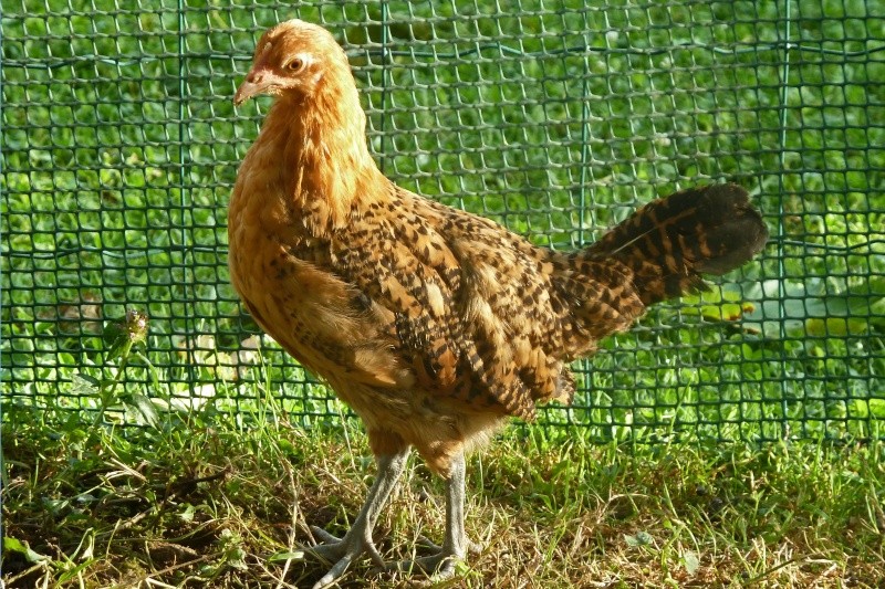 Evolution de mon poussin Mouette de la Frise Orientale naine. P1030318