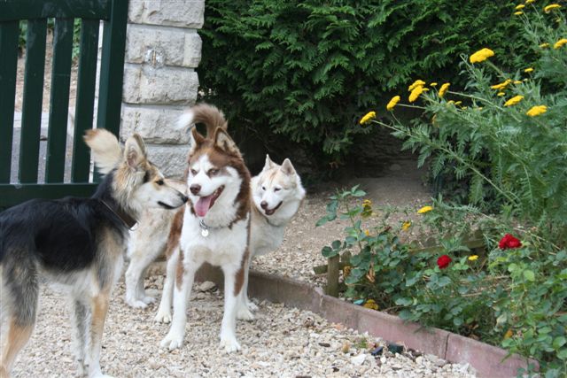 MAYA croisée husky-colley (f)-1 an-  - 62 ADOPTEE PAR SA FA - Page 2 Ete_a_13