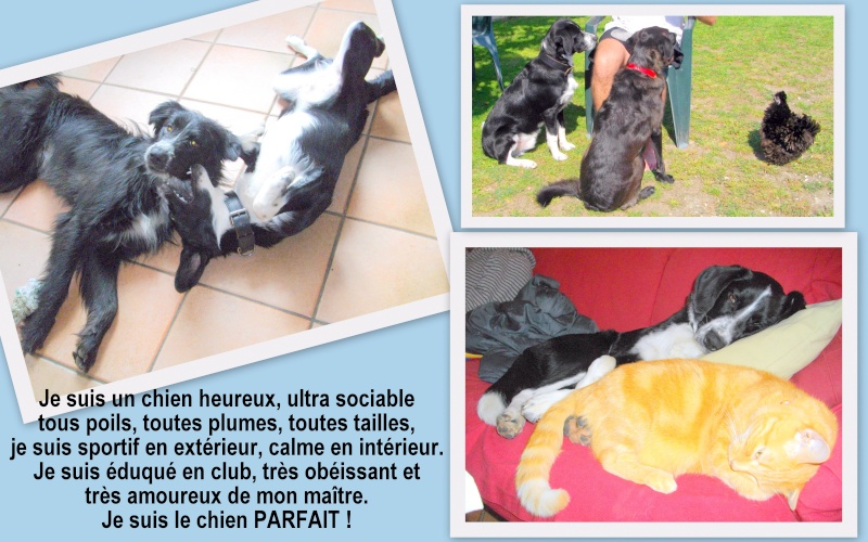 Filou et Falcon[adopté]  -  2 frères - 4 mois - en FA - à adopter - SPA Salon - Page 2 A10