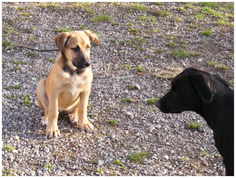 (adopté ) MACHA  femelle (croisé berger/dogue)  2mois 1/2  en F.A 84 Dapart12