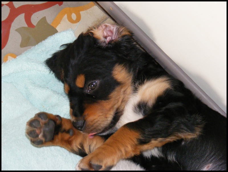 (adopté!!!!) LADY  femelle x cavalier king charles 2,5  mois Lady111