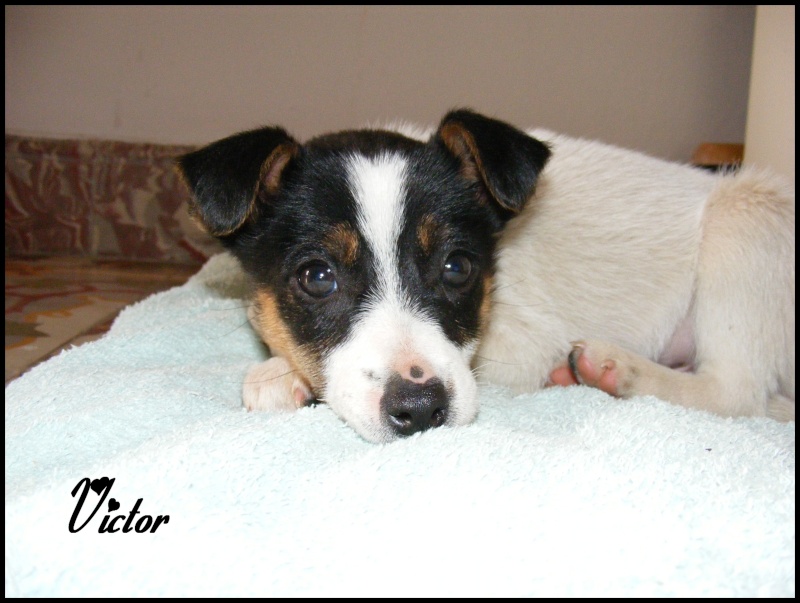 VICTOR  xjack russel  2 ,5 mois F.A 84 (adopté) Victor10
