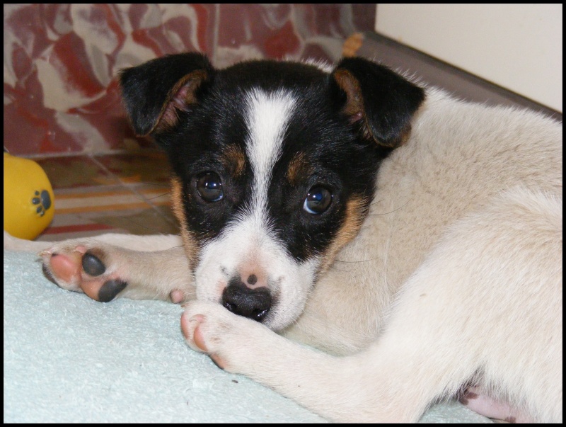 VICTOR  xjack russel  2 ,5 mois F.A 84 (adopté) Victor11
