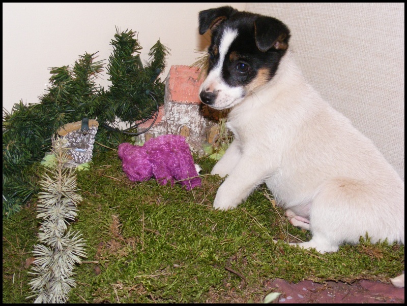 VICTOR  xjack russel  2 ,5 mois F.A 84 (adopté) Victor13