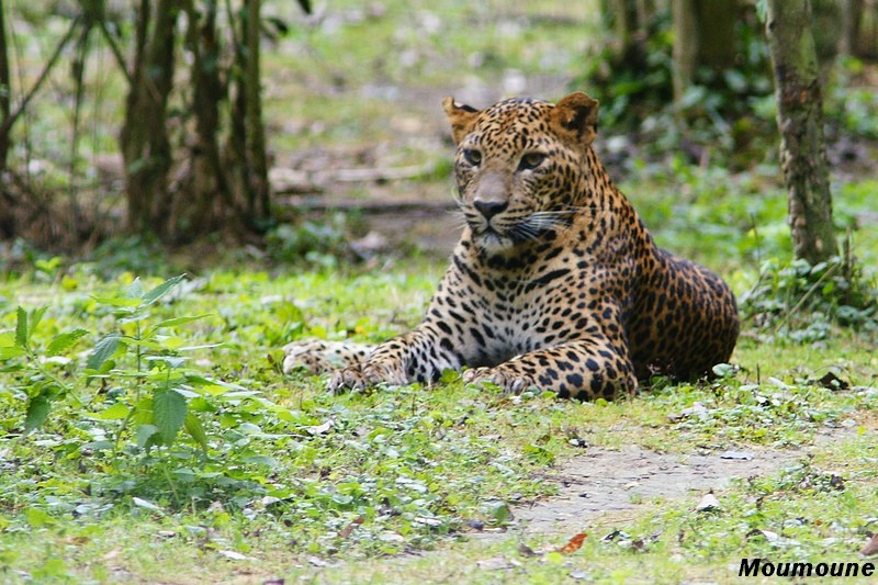 Les animaux domestiques, ou les animaux des zoos et parcs - Page 16 Dsc08412