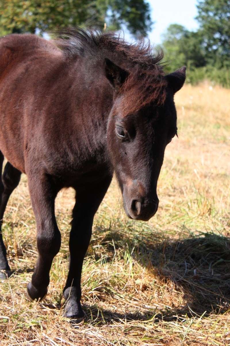 pouliche shetX falabella  12081413