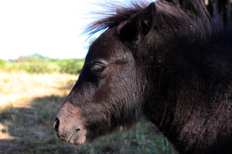 pouliche shetX falabella  12081415