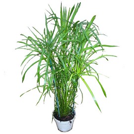 Empoisonnement plante verte Papyru10