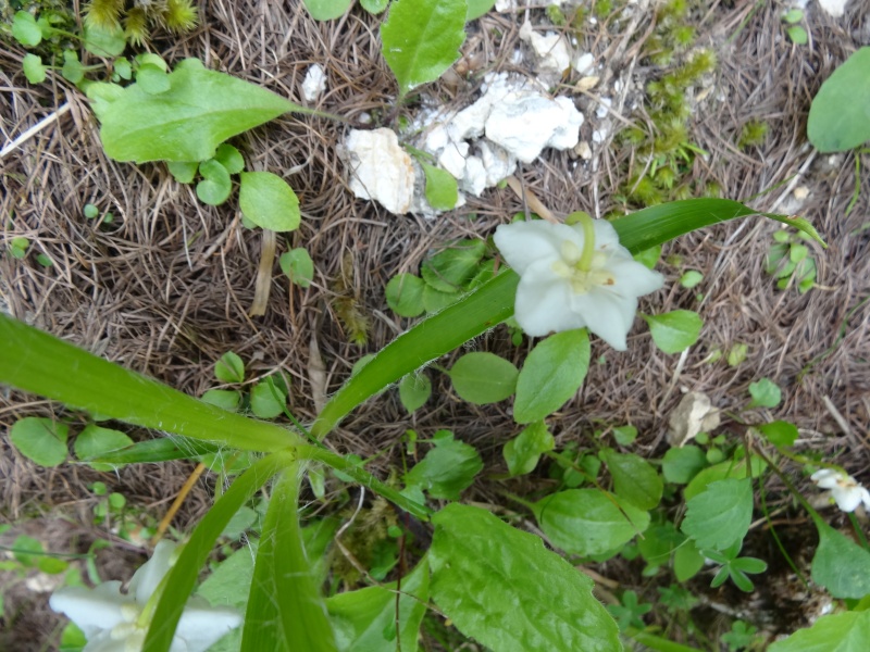 Cherche nom de fleur Dsc00711