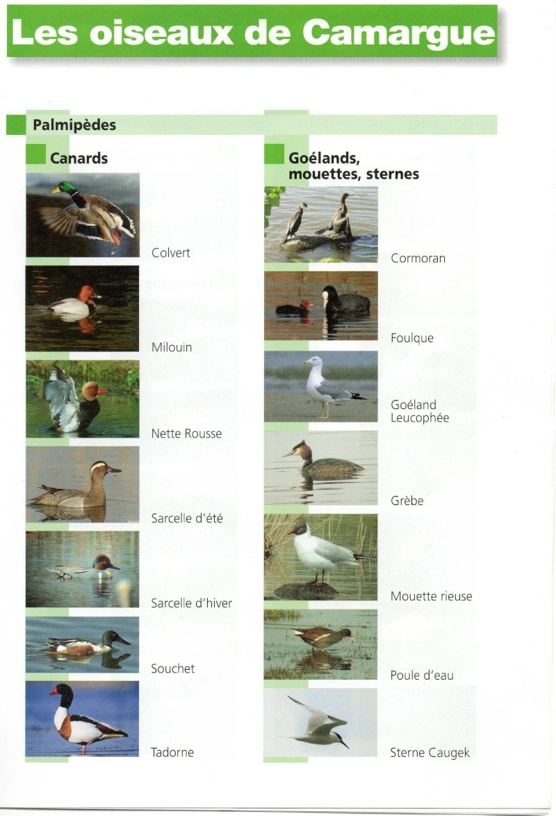 Oiseaux de Camargue Oiseau10