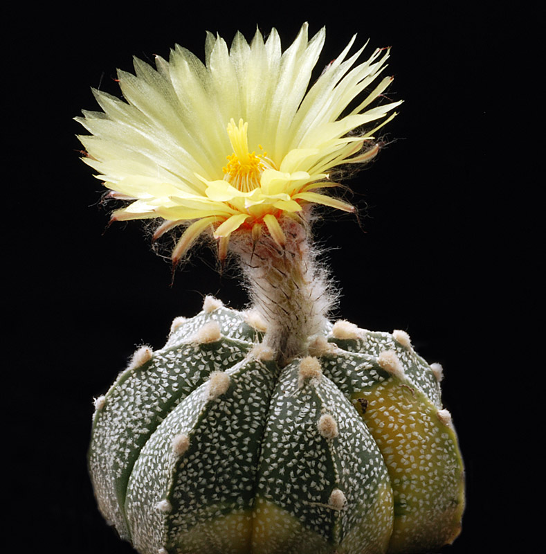 Pollinisation des cactus en photos, pour tout  comprendre ... Astrop25