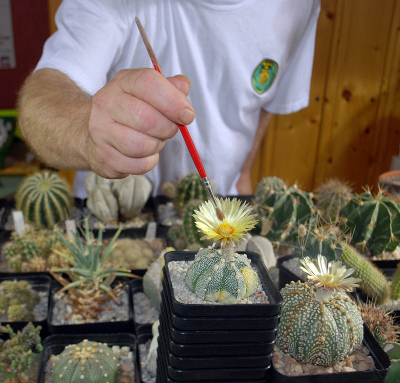 Pollinisation des cactus en photos Pollin10