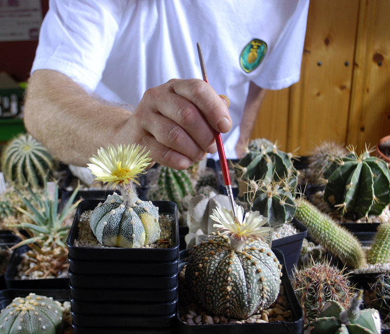 Pollinisation des cactus en photos Pollin12