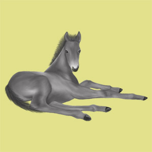 I nostri pony e cavalli su equideo Ebrox_10