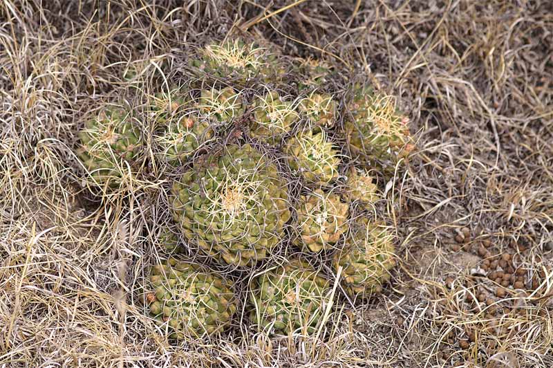 mammillaria magnimamma family - post in progress 3005-p10