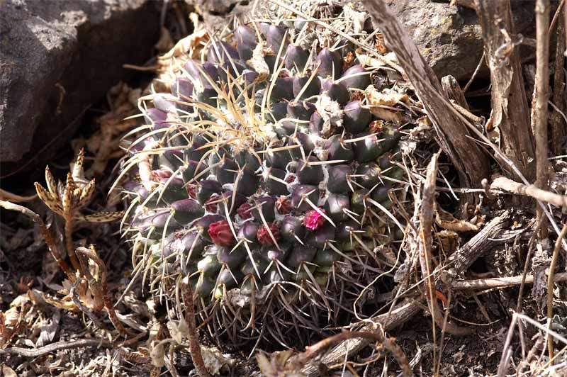 mammillaria magnimamma family - post in progress 3030-p10