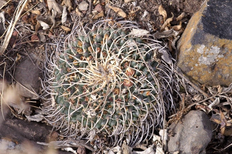 mammillaria magnimamma family - post in progress 3050-p10