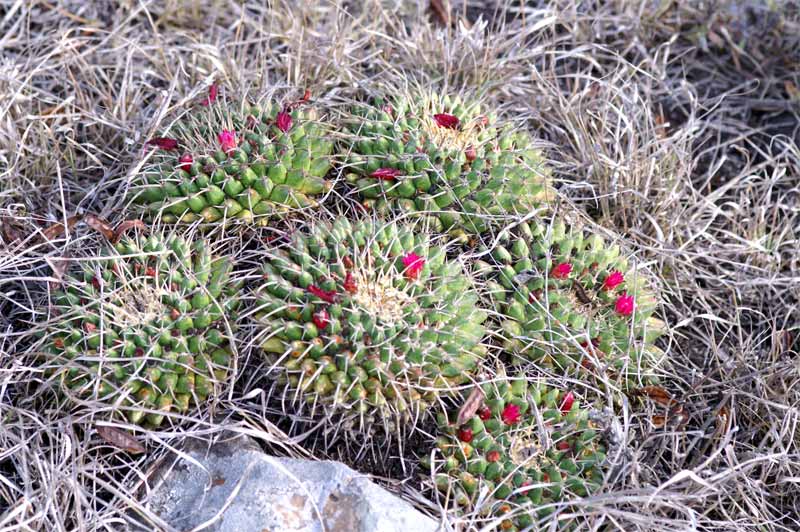 mammillaria magnimamma family - post in progress 3090-p10