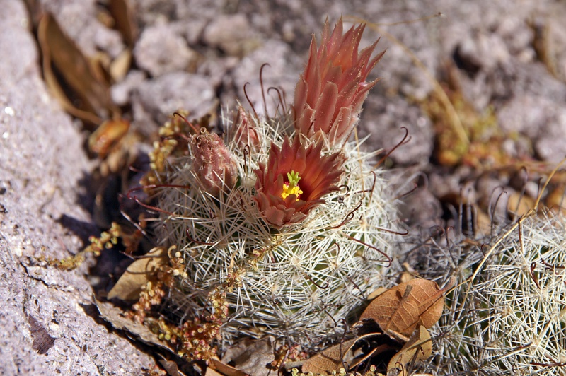 Mammillaria wrightii ssp wilcoxii Lau 1079 Mx10b010