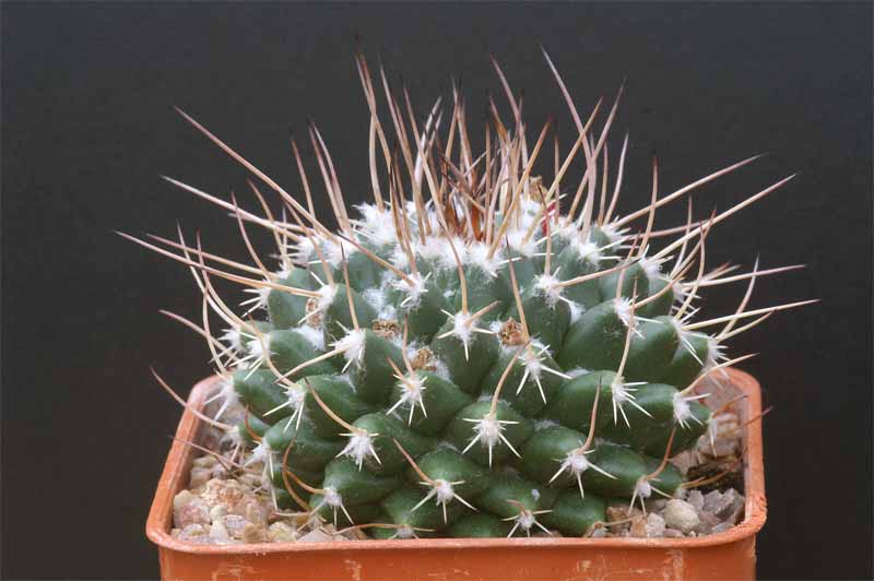 magnimamma - mammillaria magnimamma family - post in progress Pict1616