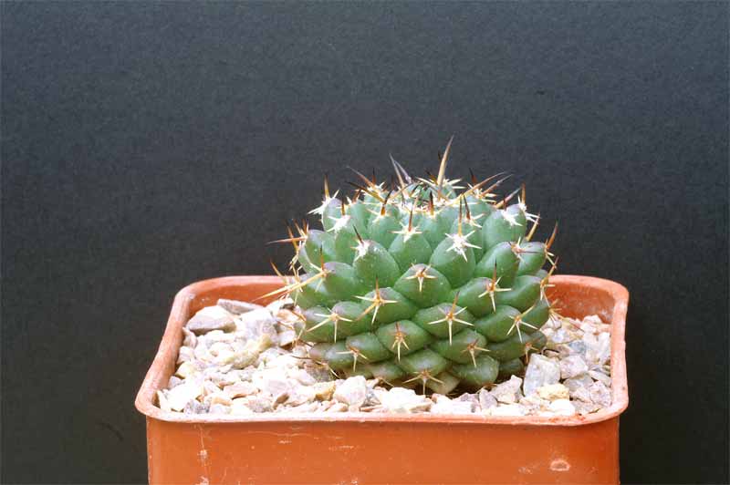 magnimamma - mammillaria magnimamma family - post in progress Pict1617