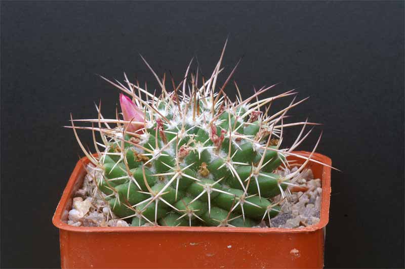 mammillaria magnimamma family - post in progress Pict1618