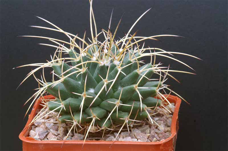 magnimamma - mammillaria magnimamma family - post in progress Pict1619