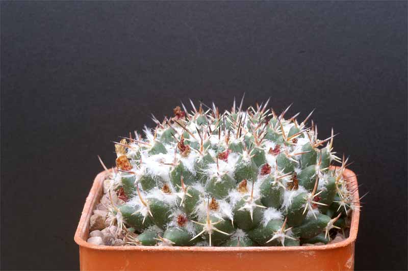 mammillaria magnimamma family - post in progress Pict1620