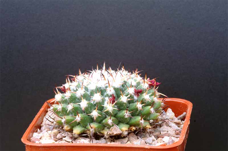 mammillaria magnimamma family - post in progress Pict1621