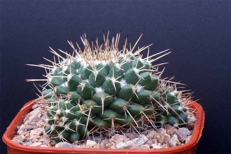 mammillaria magnimamma family - post in progress Pict1624