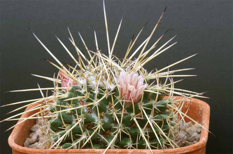 mammillaria magnimamma family - post in progress Pict1625