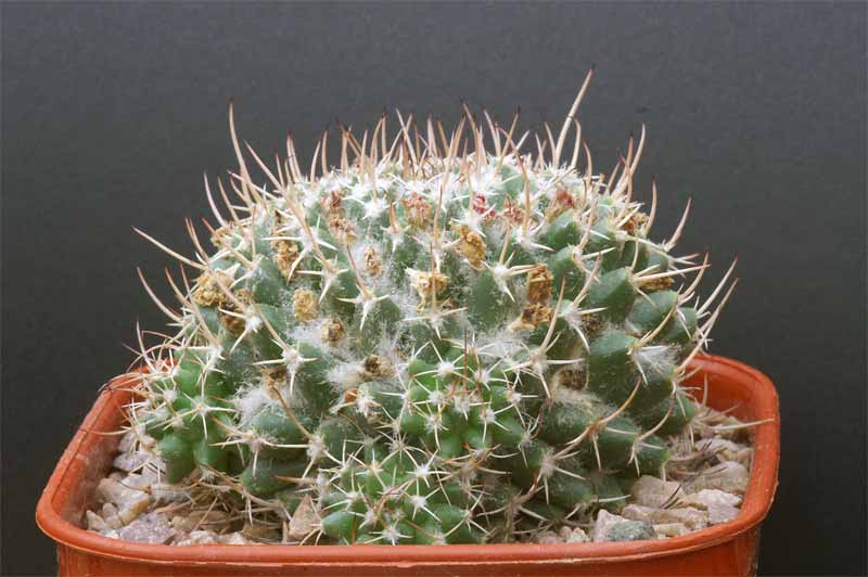 mammillaria magnimamma family - post in progress Pict1627