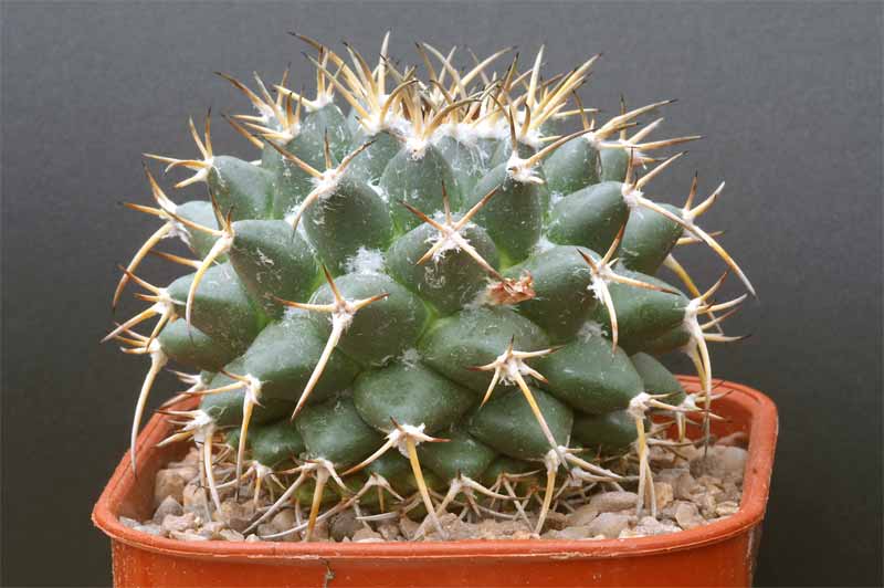 magnimamma - mammillaria magnimamma family - post in progress Pict1628