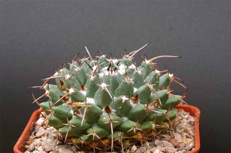 magnimamma - mammillaria magnimamma family - post in progress Pict1629