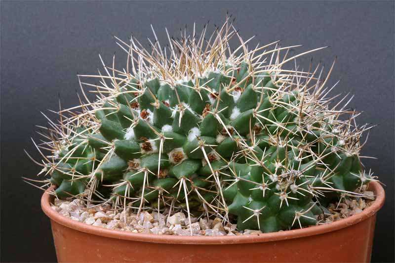 magnimamma - mammillaria magnimamma family - post in progress Pict1631