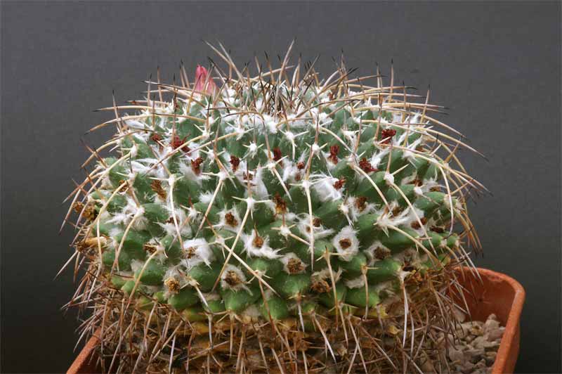 magnimamma - mammillaria magnimamma family - post in progress Pict1632