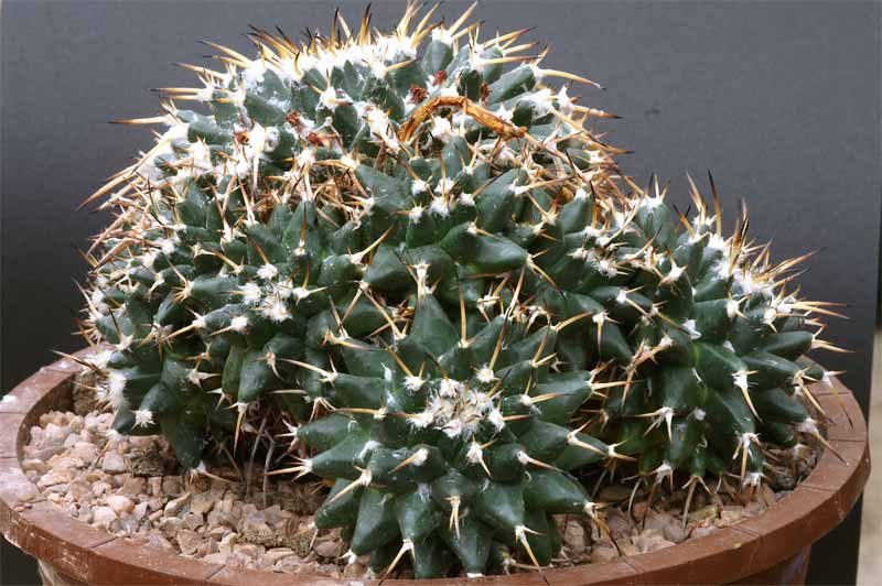 mammillaria magnimamma family - post in progress Pict1633