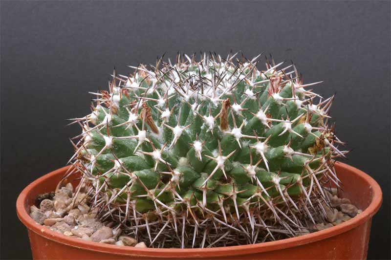 magnimamma - mammillaria magnimamma family - post in progress Pict1634