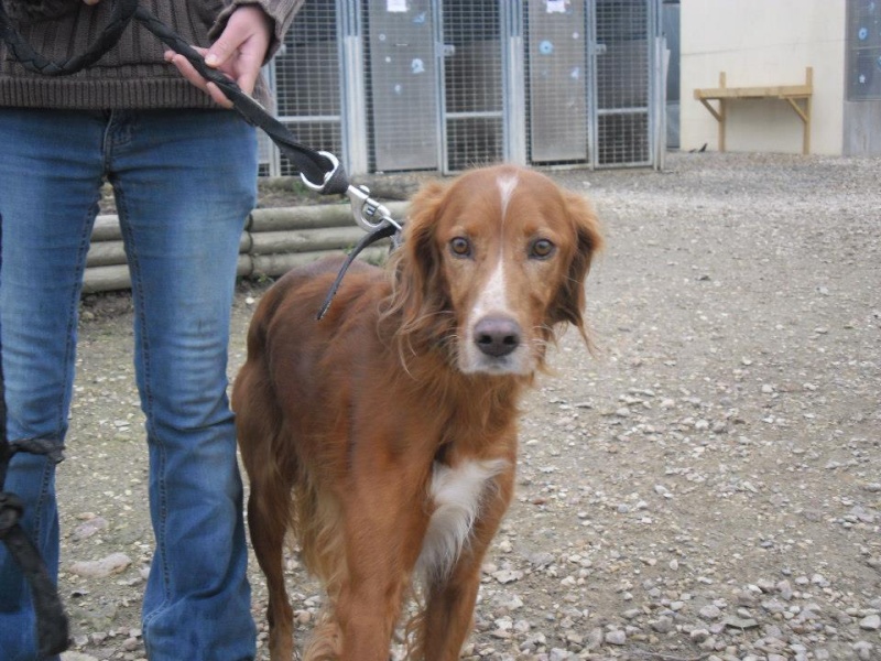 valentin 8 ans setter 73580_10