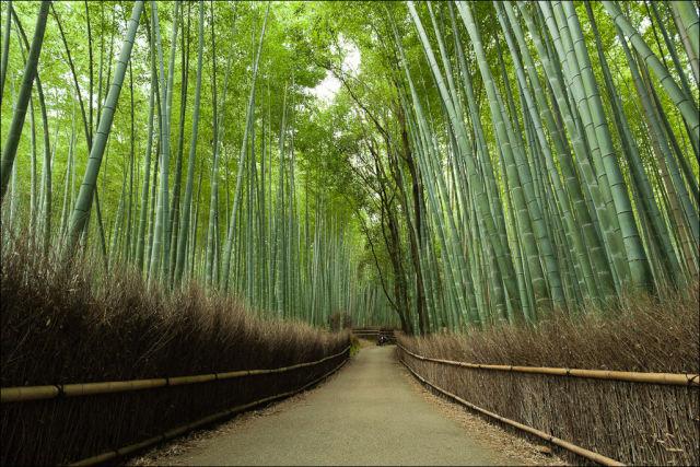  Pamje fantastike nga Parku i Bambuve! 3129