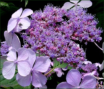 Hydrangea Macrophylla Piamina Hydran10