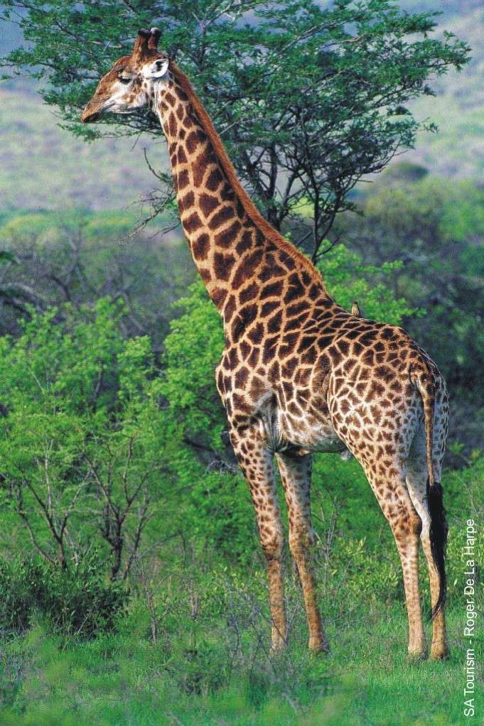 Velike zivotinje... Giraff10