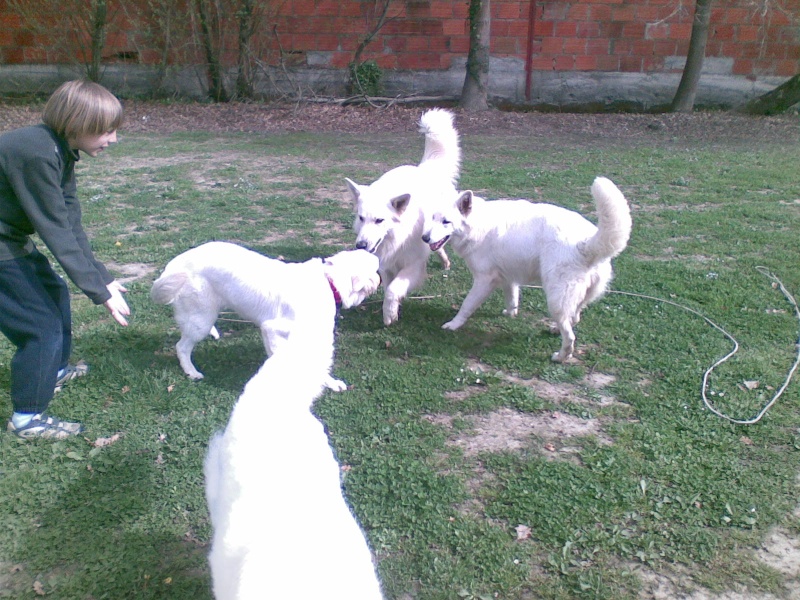 Blanc - Usty, Berger blanc suisse 15032010